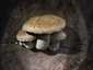 Nyárfa-tőkegomba (Hemipholiota populnea), Duna-Tisza köze